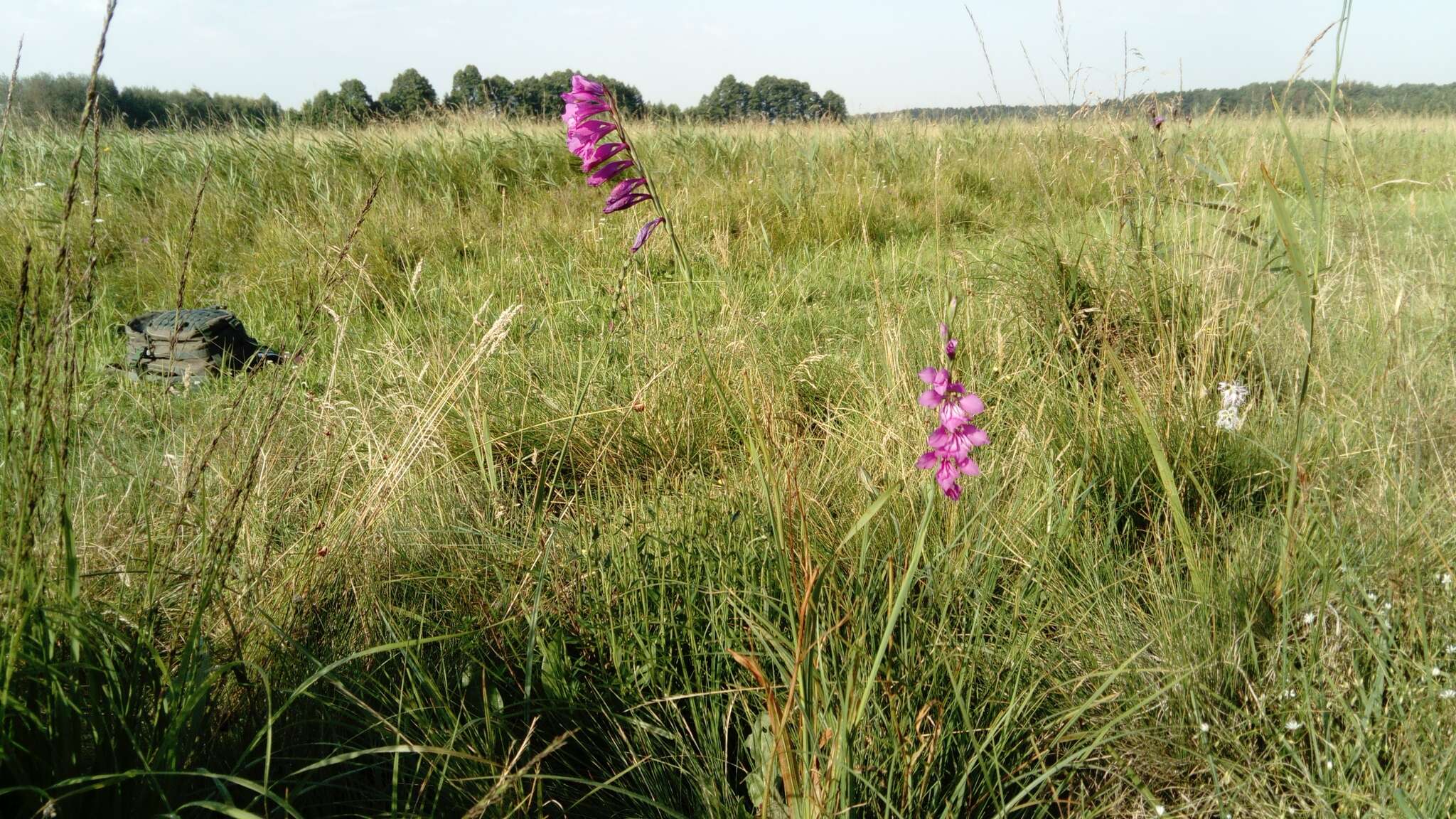 Слика од Gladiolus imbricatus L.