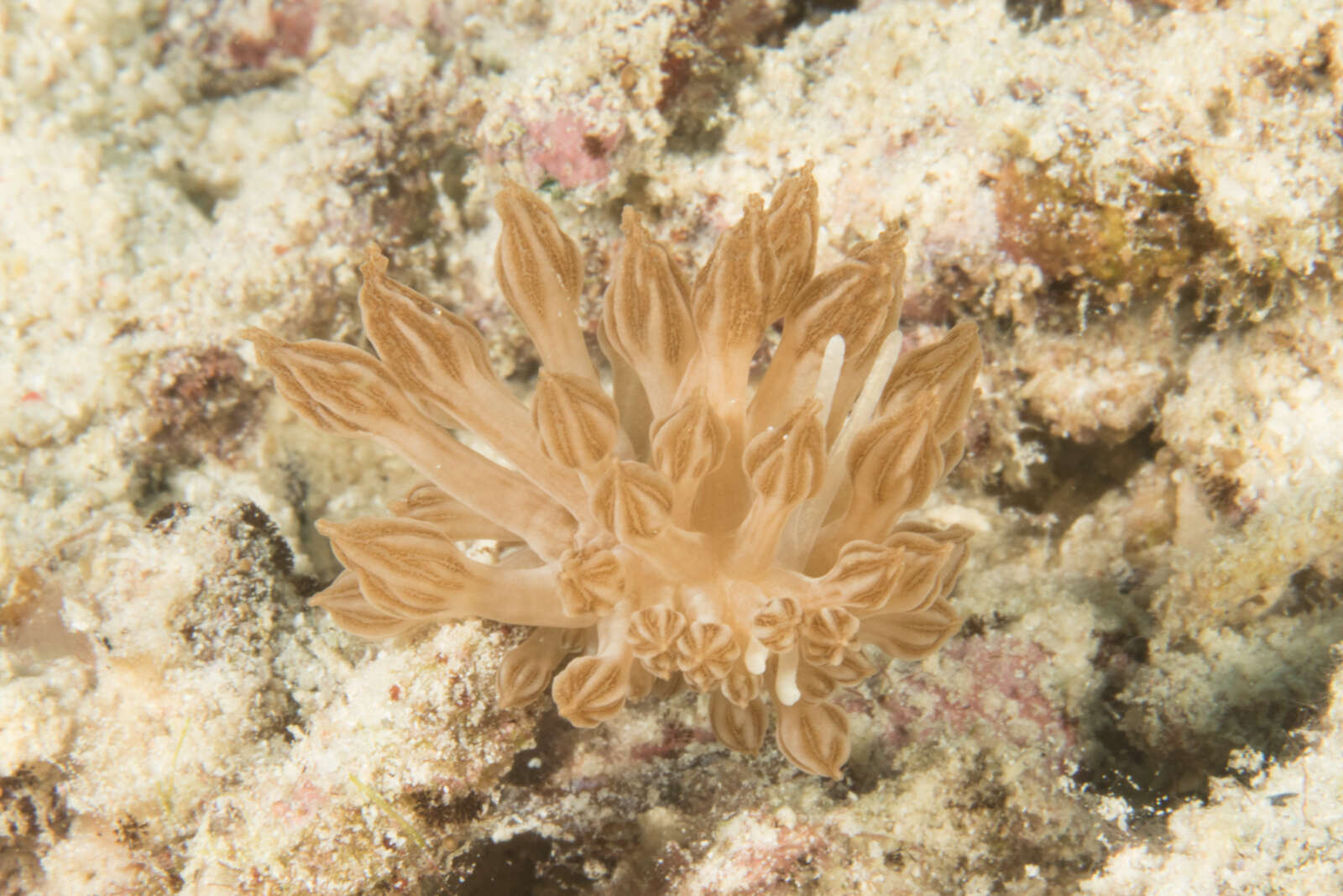 Image of Phyllodesmium rudmani Burghardt & Gosliner 2006