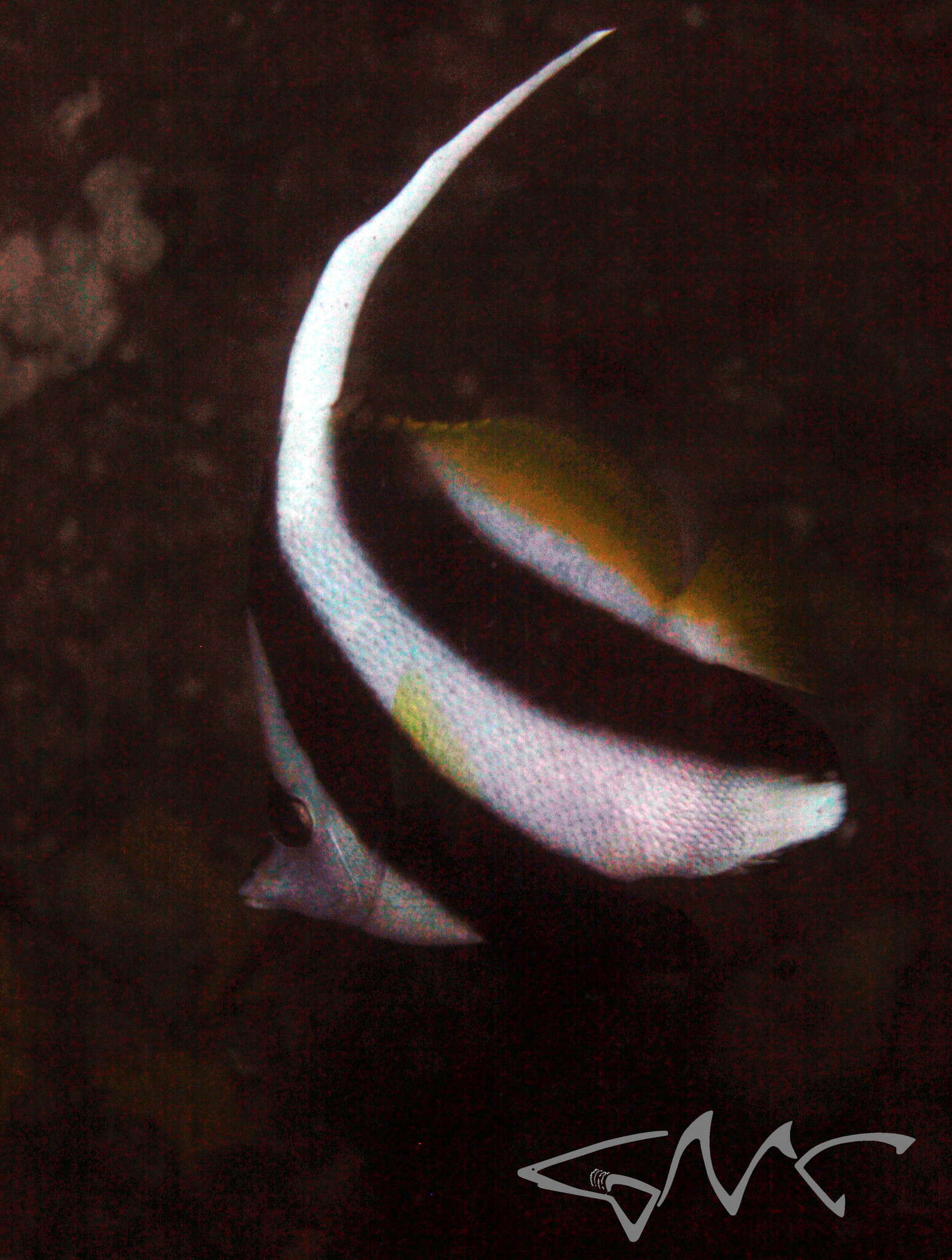 Image of Bannerfish