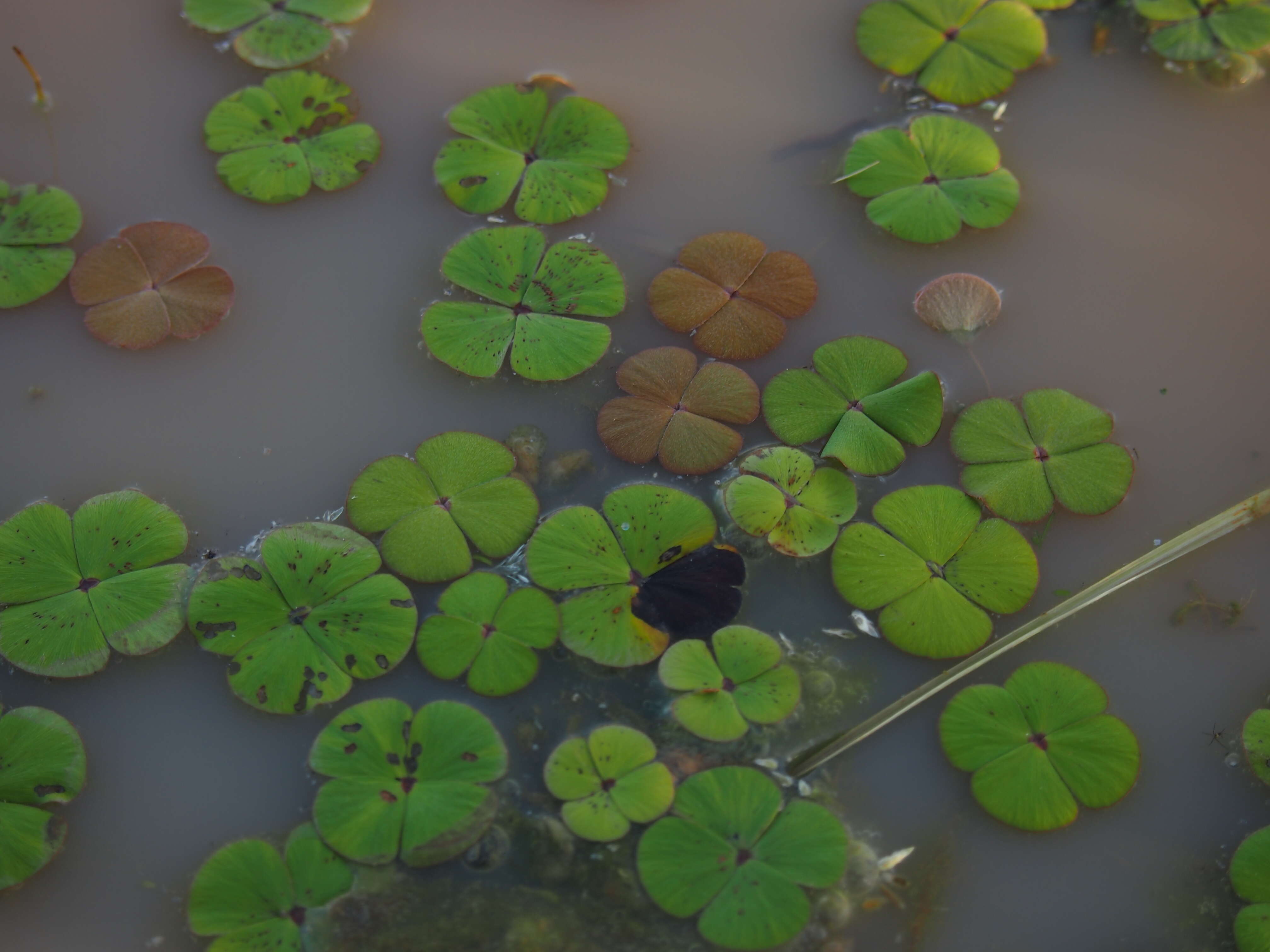 Plancia ëd Marsilea drummondii A. Br.