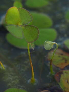 Imagem de Marsilea drummondii A. Br.