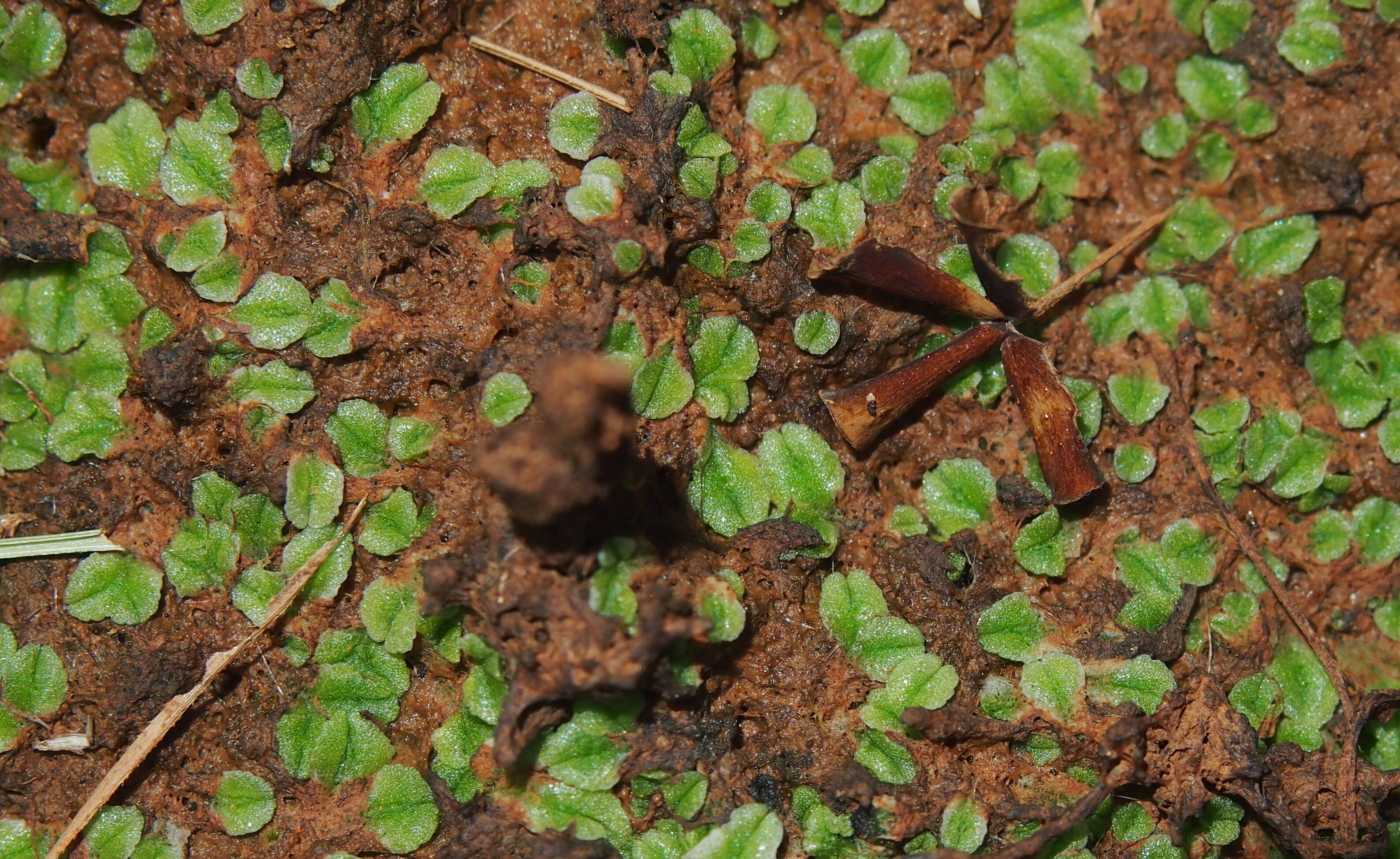 Plancia ëd Marsilea drummondii A. Br.