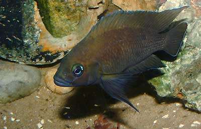 Image of Variabilichromis