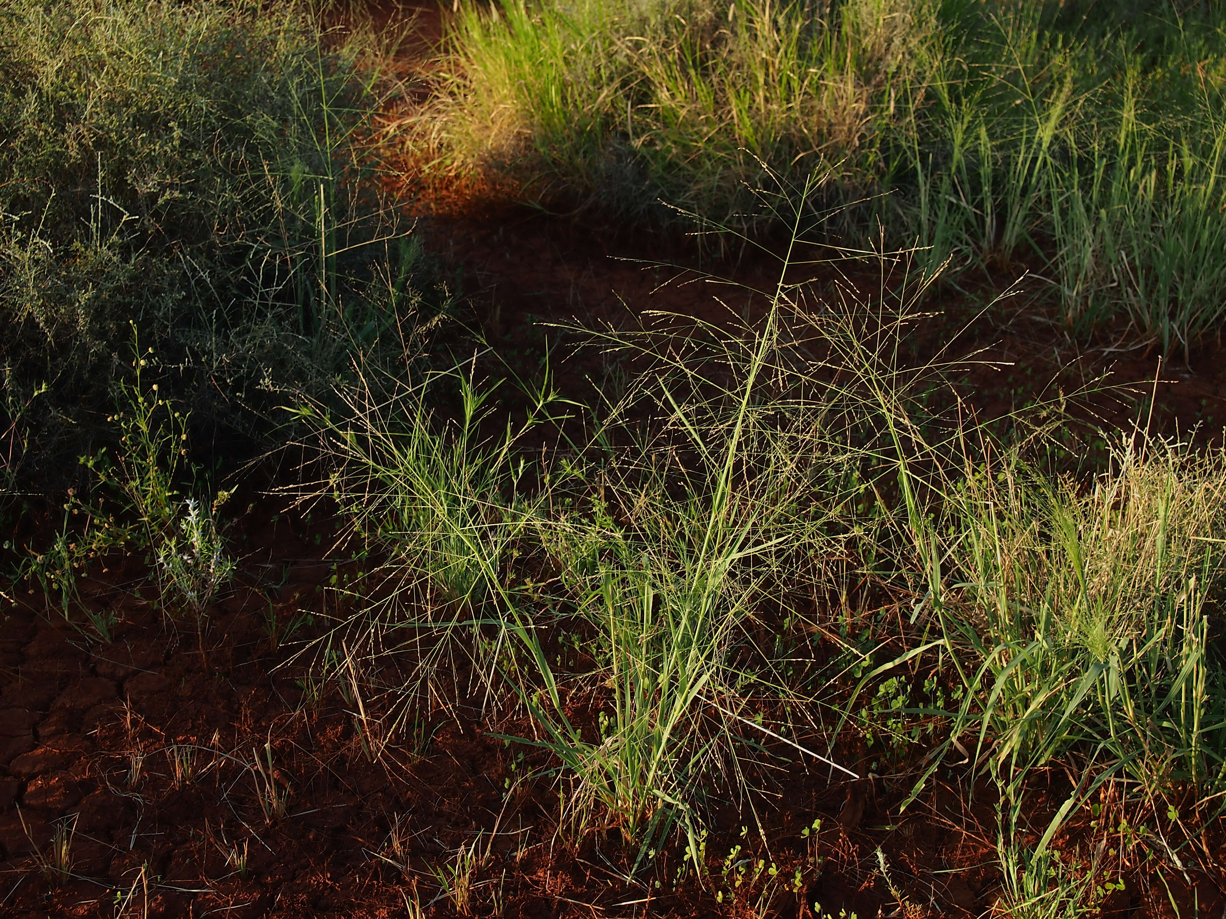 Image of Australian millet