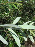 Salix lasiolepis Benth. resmi