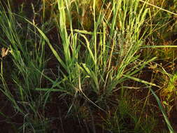 Image of Australian millet