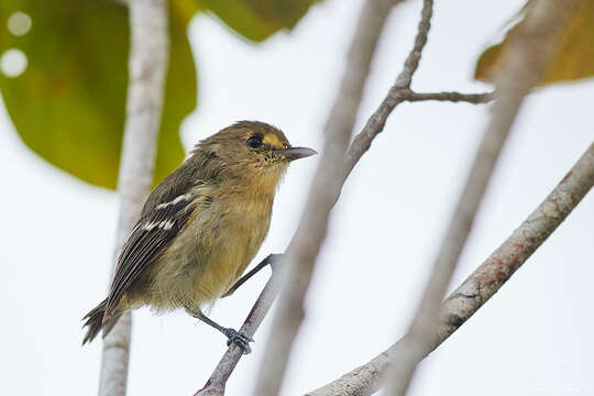 Image of Mangrove Vireo