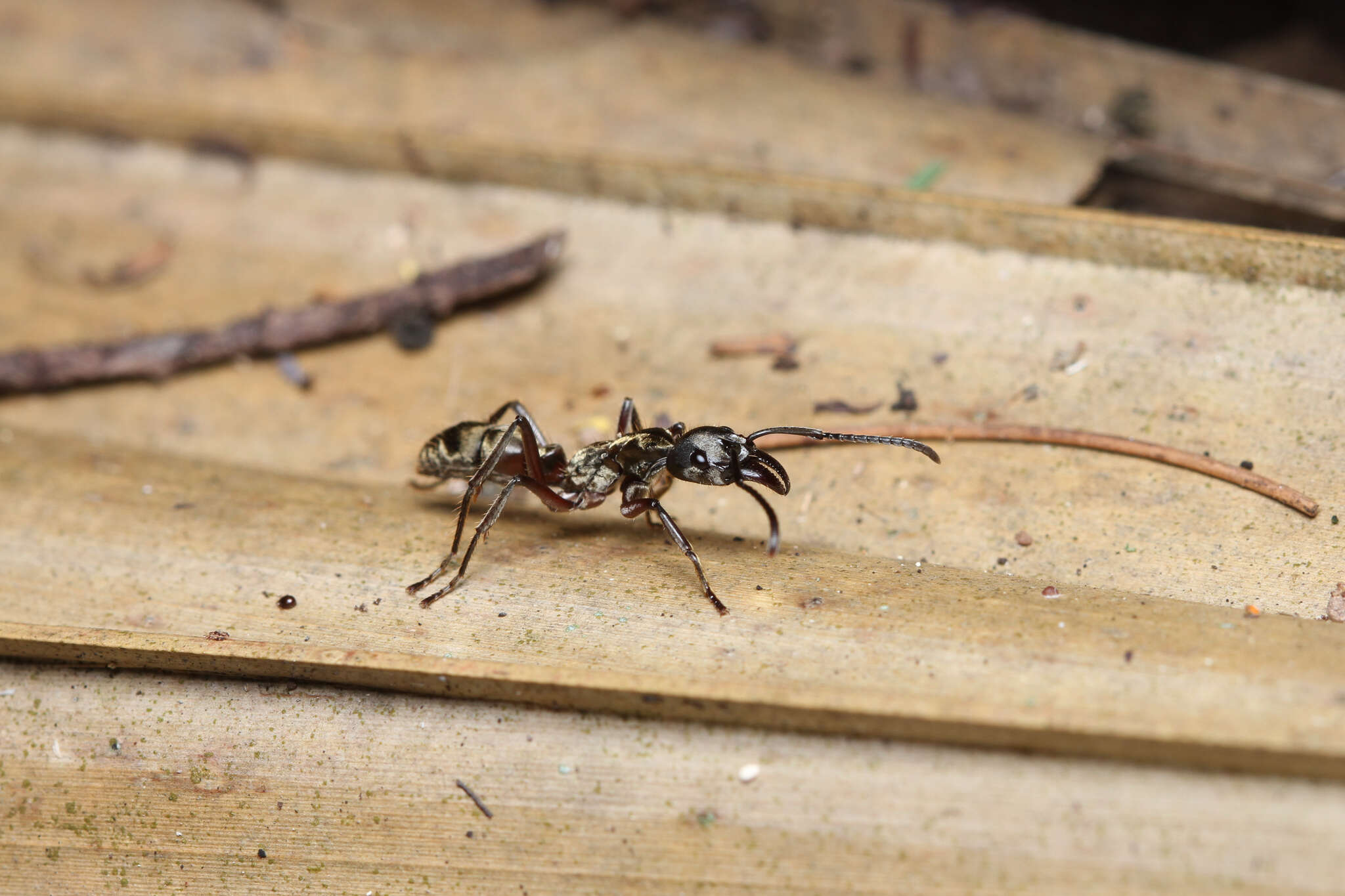 Image of Neoponera villosa (Fabricius 1804)