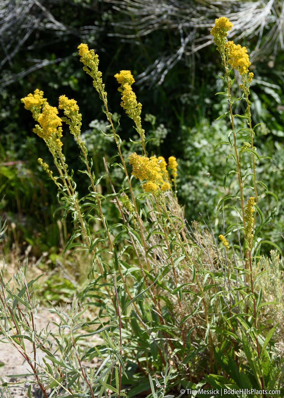 Image of Nevada Goldenrod