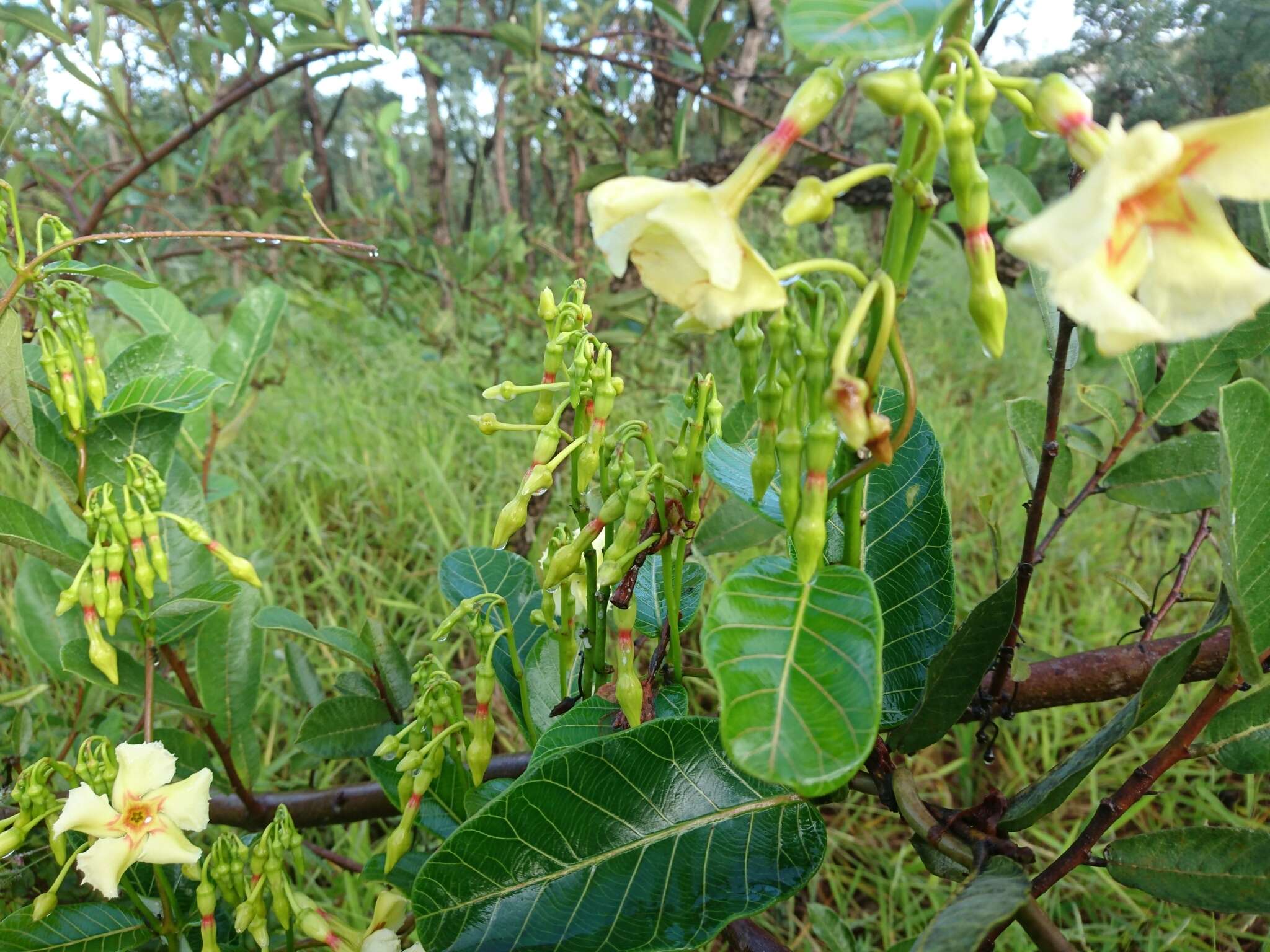 Imagem de Odontadenia hypoglauca (Stadelm.) Müll. Arg.