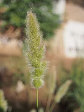 Imagem de Polypogon monspeliensis (L.) Desf.