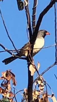 Image of Black-throated Saltator