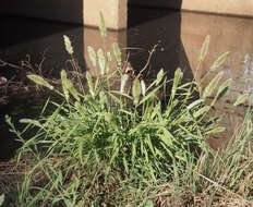 Image de Polypogon de Montpellier