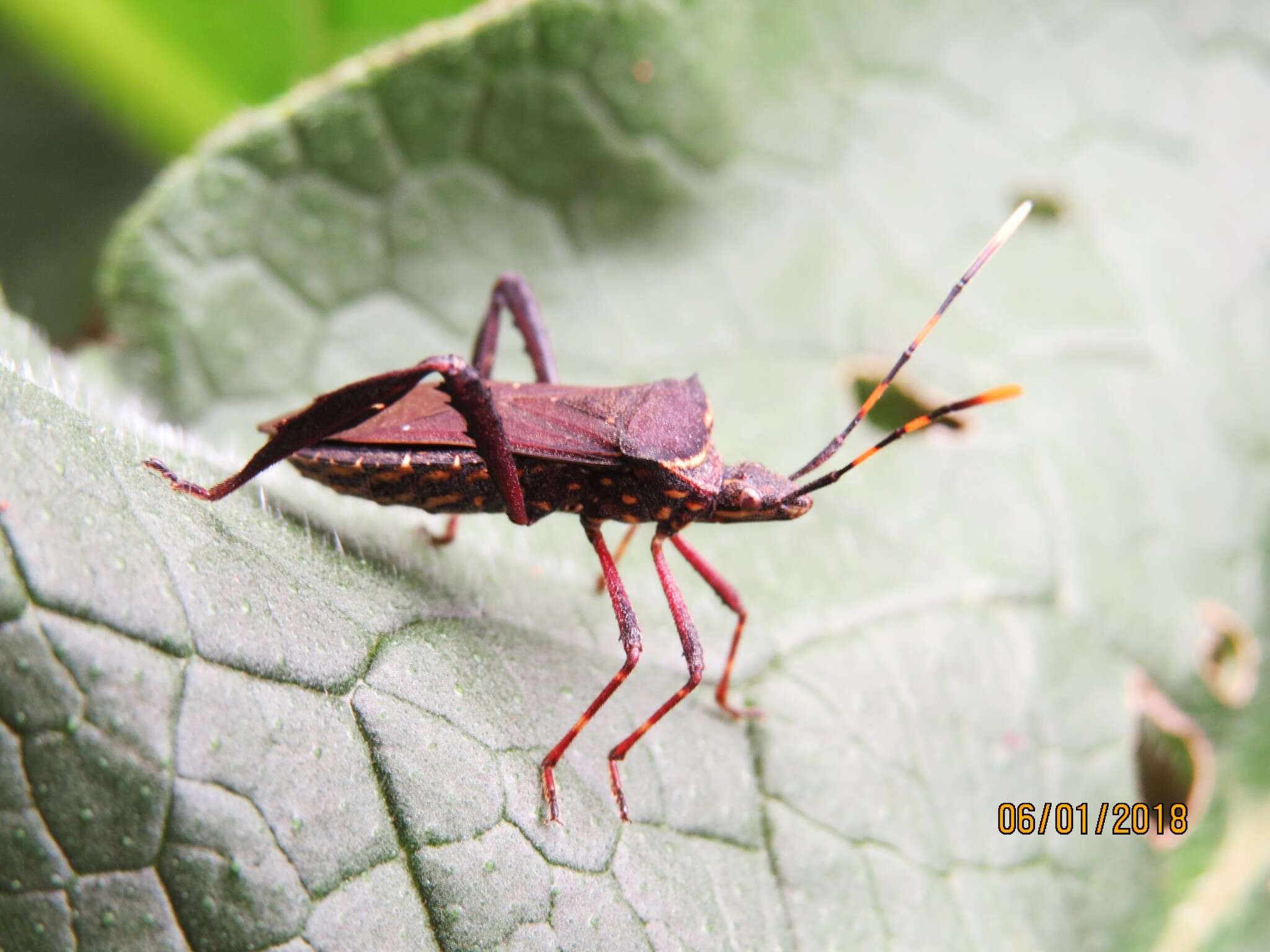 Image of Passionvine Bug