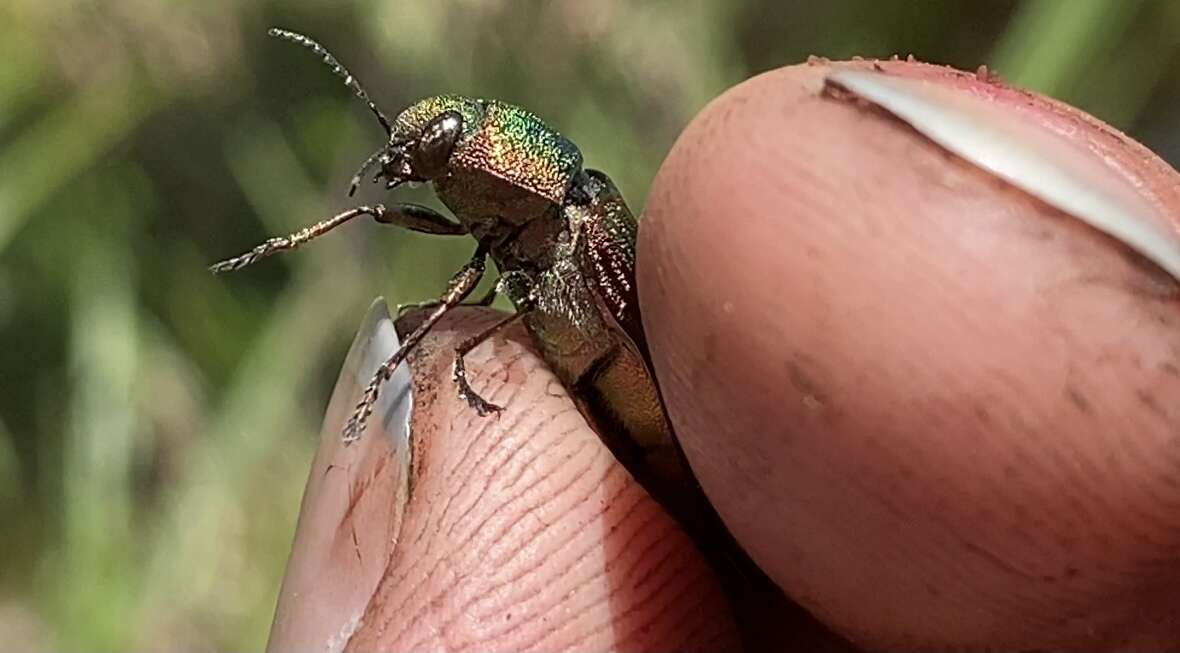 Image of Buprestis intricata Casey 1909