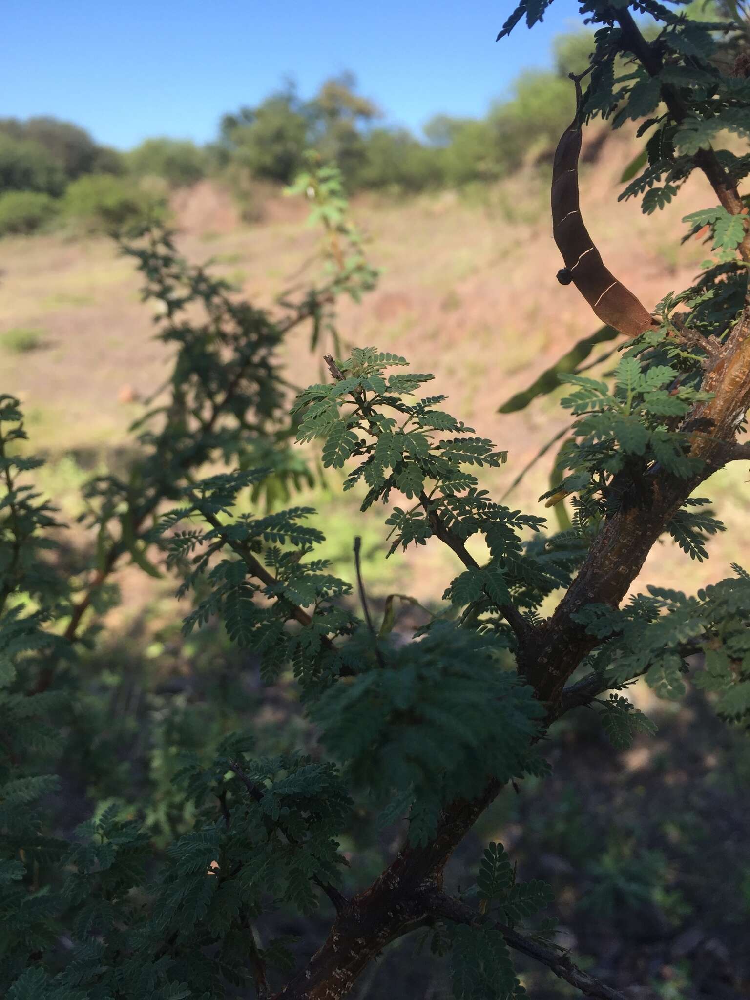 Image of Mimosa farinosa Griseb.