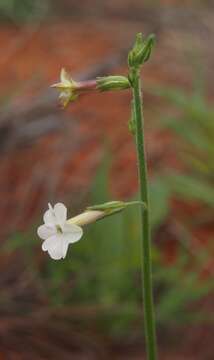 Image of Nicotiana rosulata (S. Moore) Demin