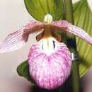 Image de Cypripedium franchetii Rolfe