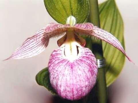 Image of Franchet's Cypripedium