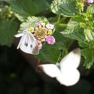 Image of small white