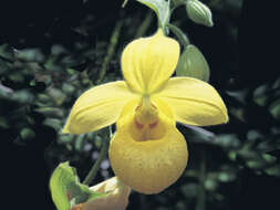 Image of Irapeao Cypripedium