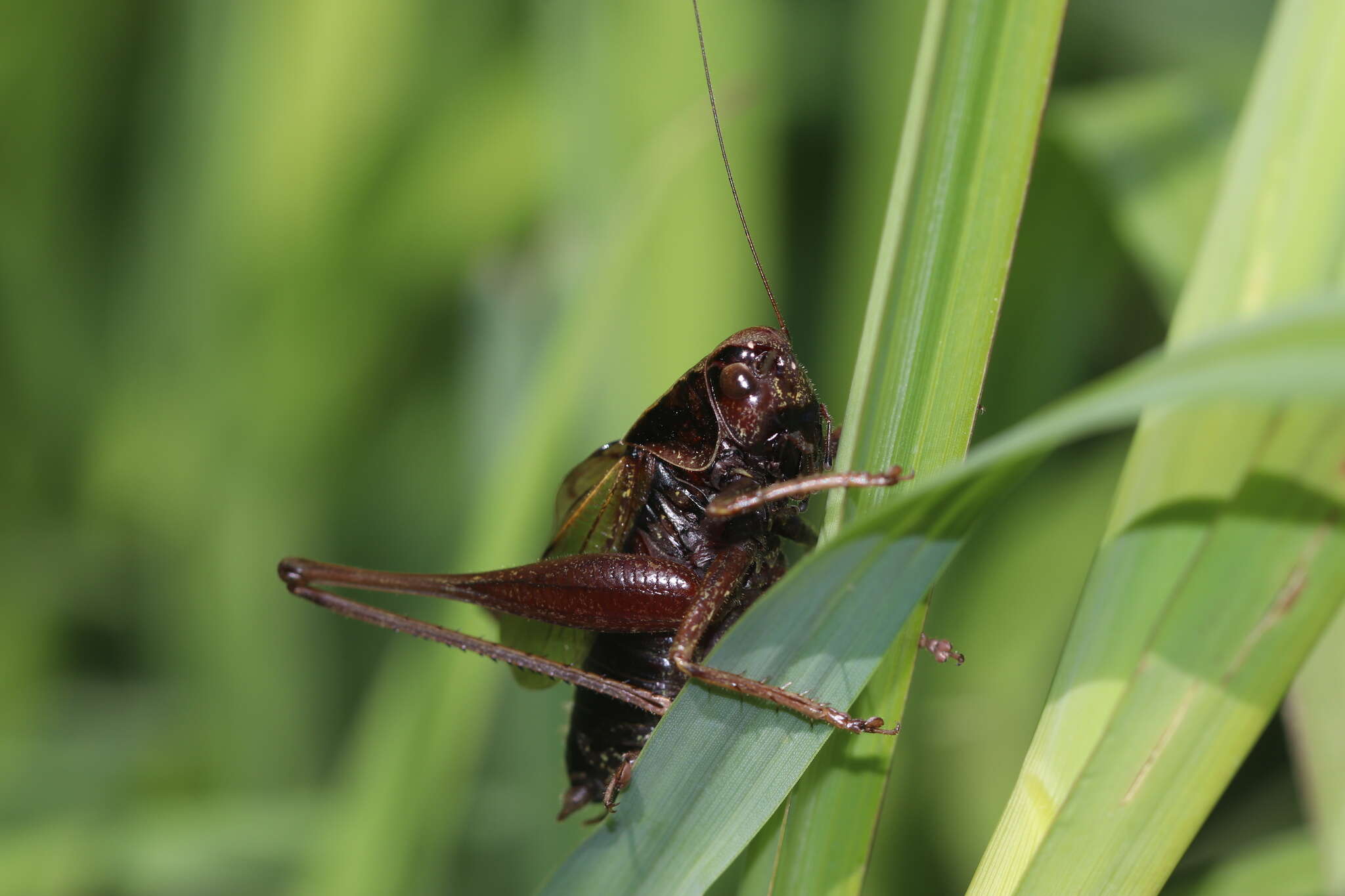 Image de Zeuneriana abbreviata (Serville 1838)