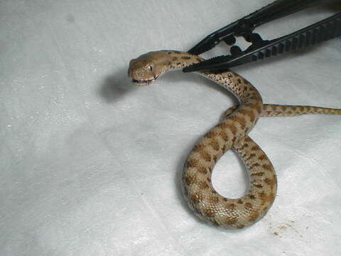 صورة Macrovipera lebetina (Linnaeus 1758)