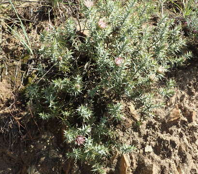 Image of Macledium relhanioides (Less.) S. Ortiz