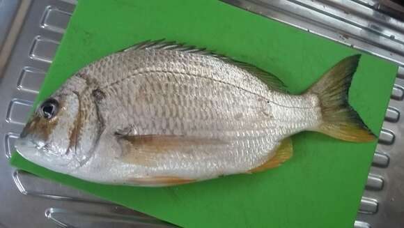 Image of Western yellowfin seabream