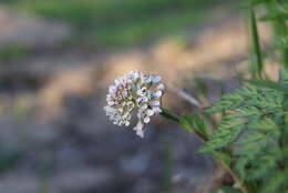 Image of Alpine Pennycress