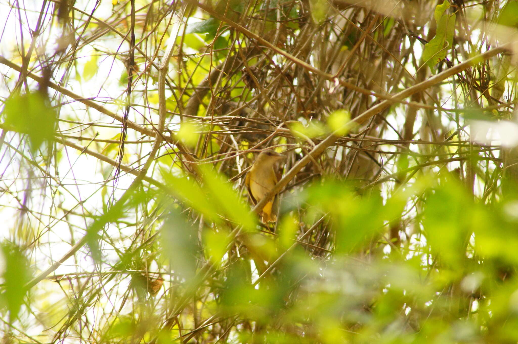 Слика од Vireo flavoviridis (Cassin 1851)