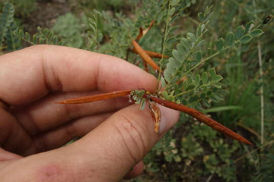 Image of Caragana buriatica Peschkova