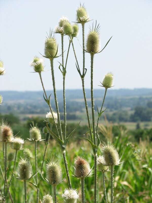 Image of cutleaf teasel