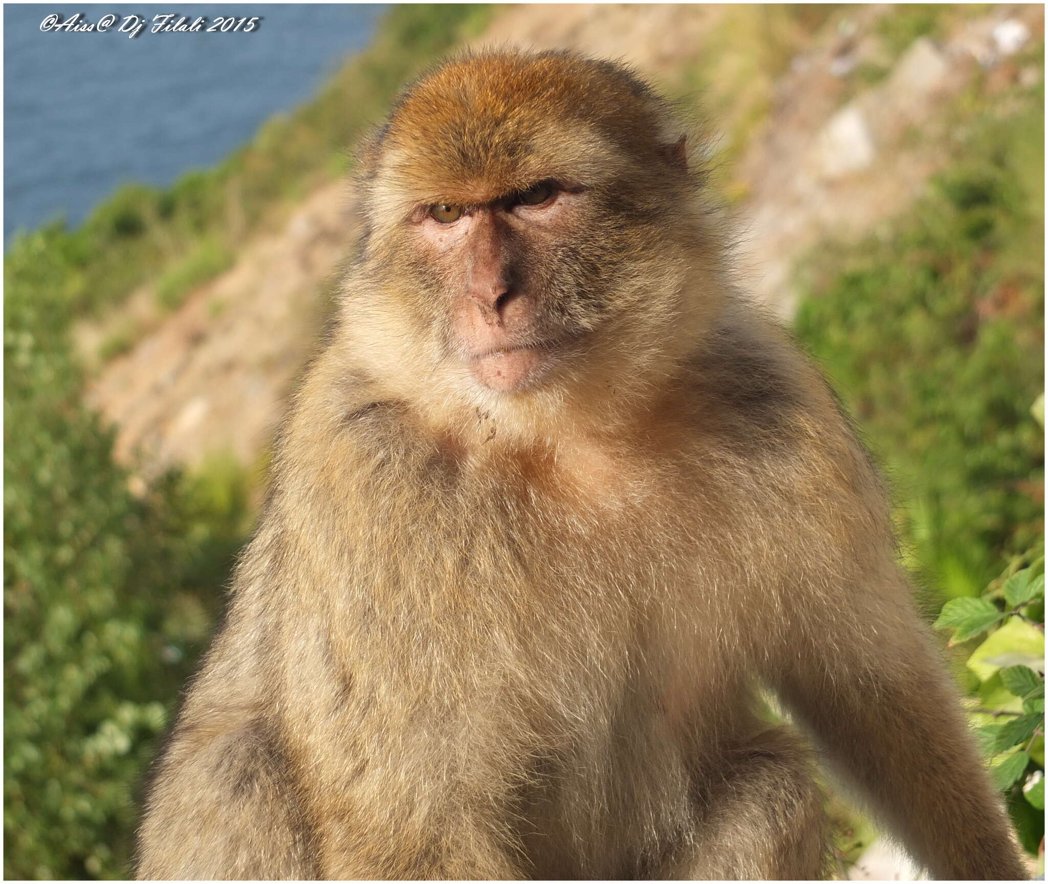 Image of Barbary Ape