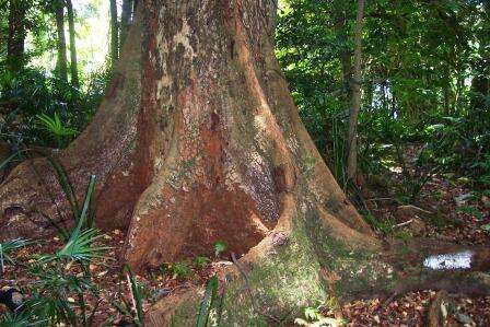 Image of Indian Mahogany