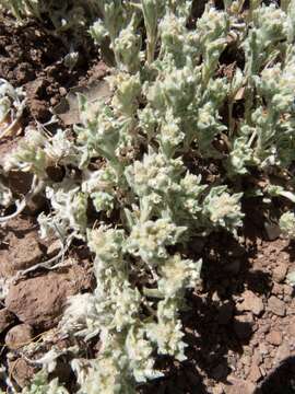 Image of western marsh cudweed