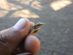 Image of Anolis sericeus Hallowell 1856