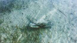 Image of Pacific blue swimming crab