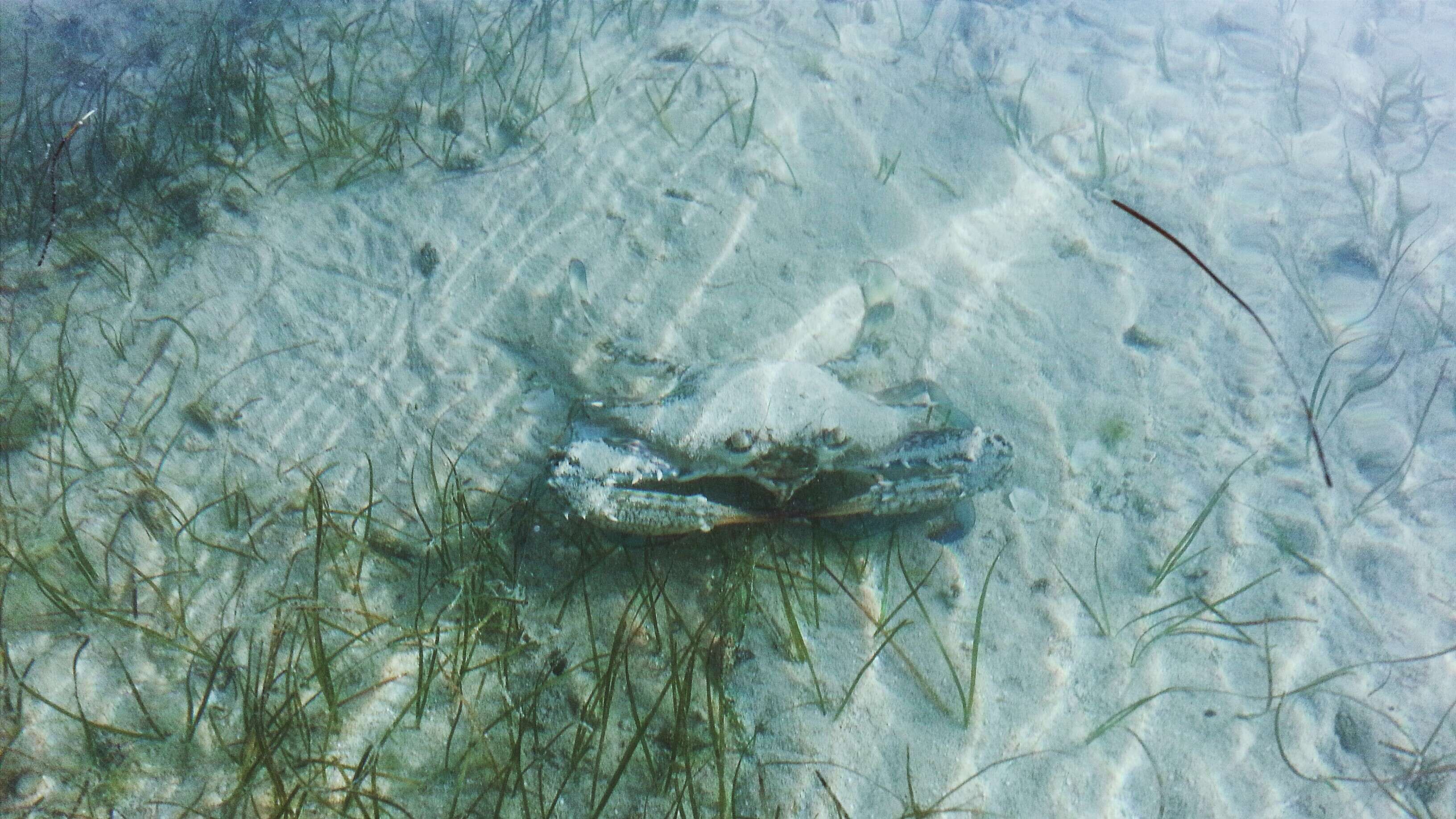 Image of Pacific blue swimming crab