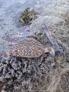 Image of Pacific blue swimming crab