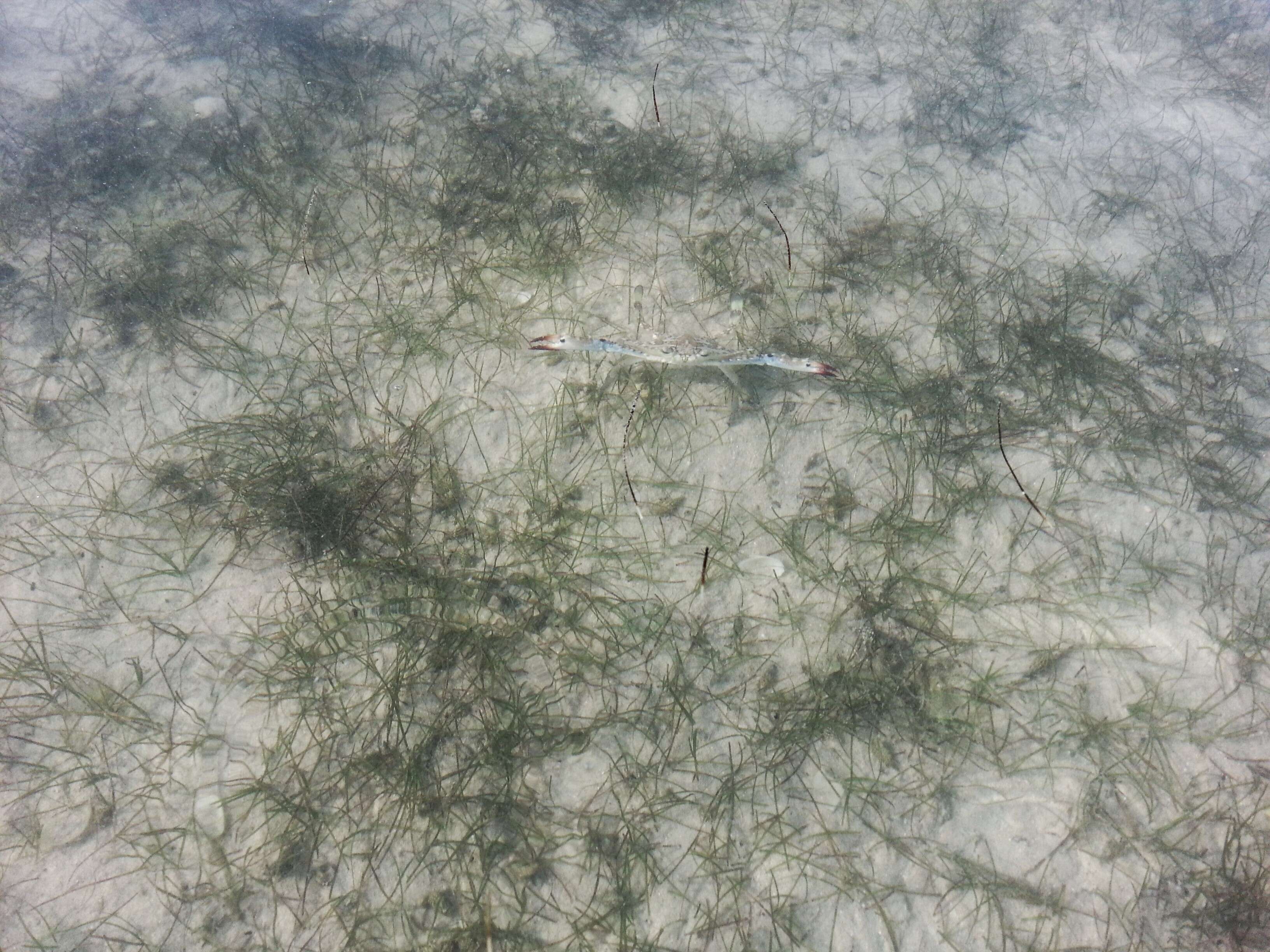 Image of Pacific blue swimming crab