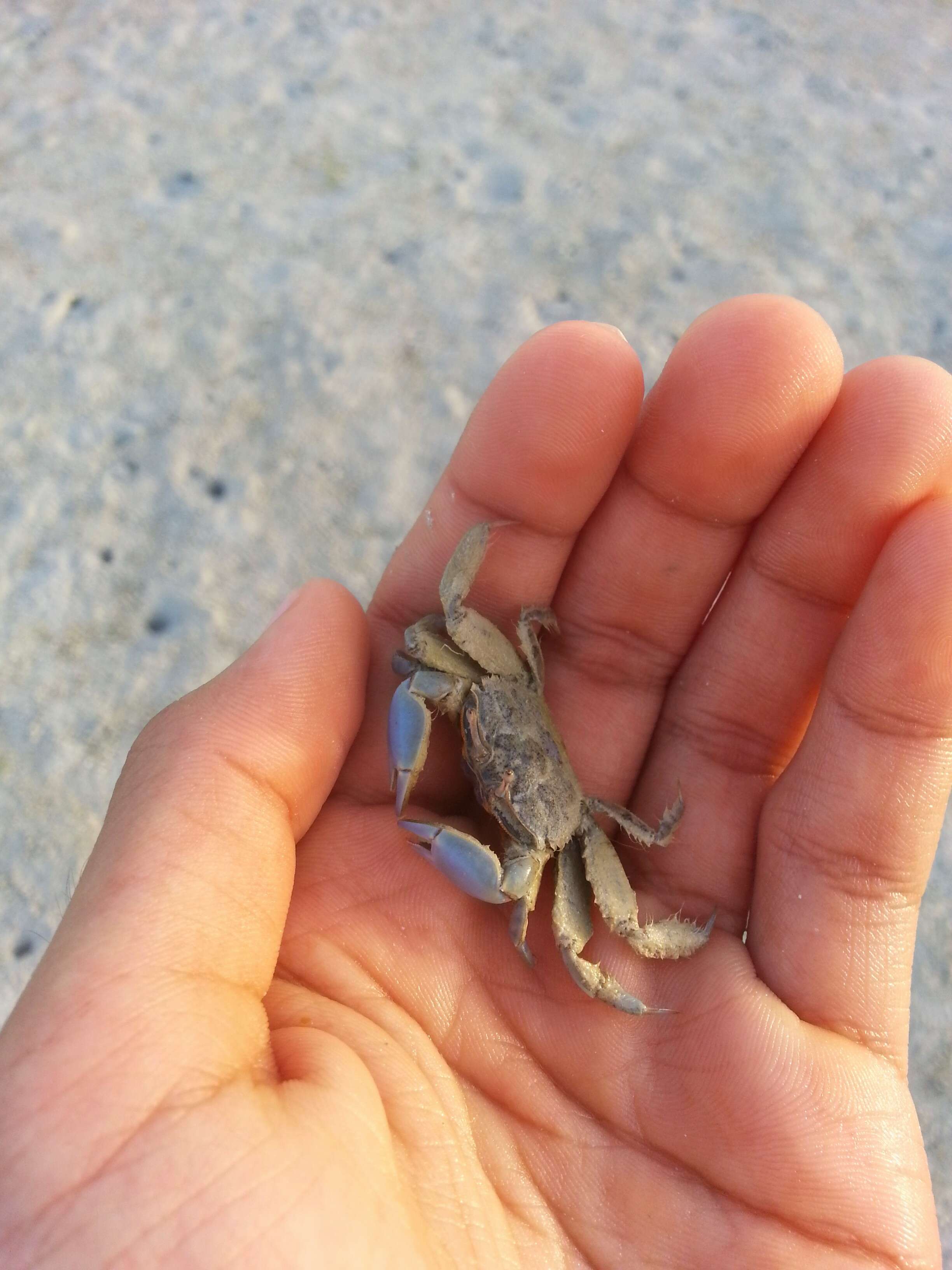 Image of Pacific blue swimming crab