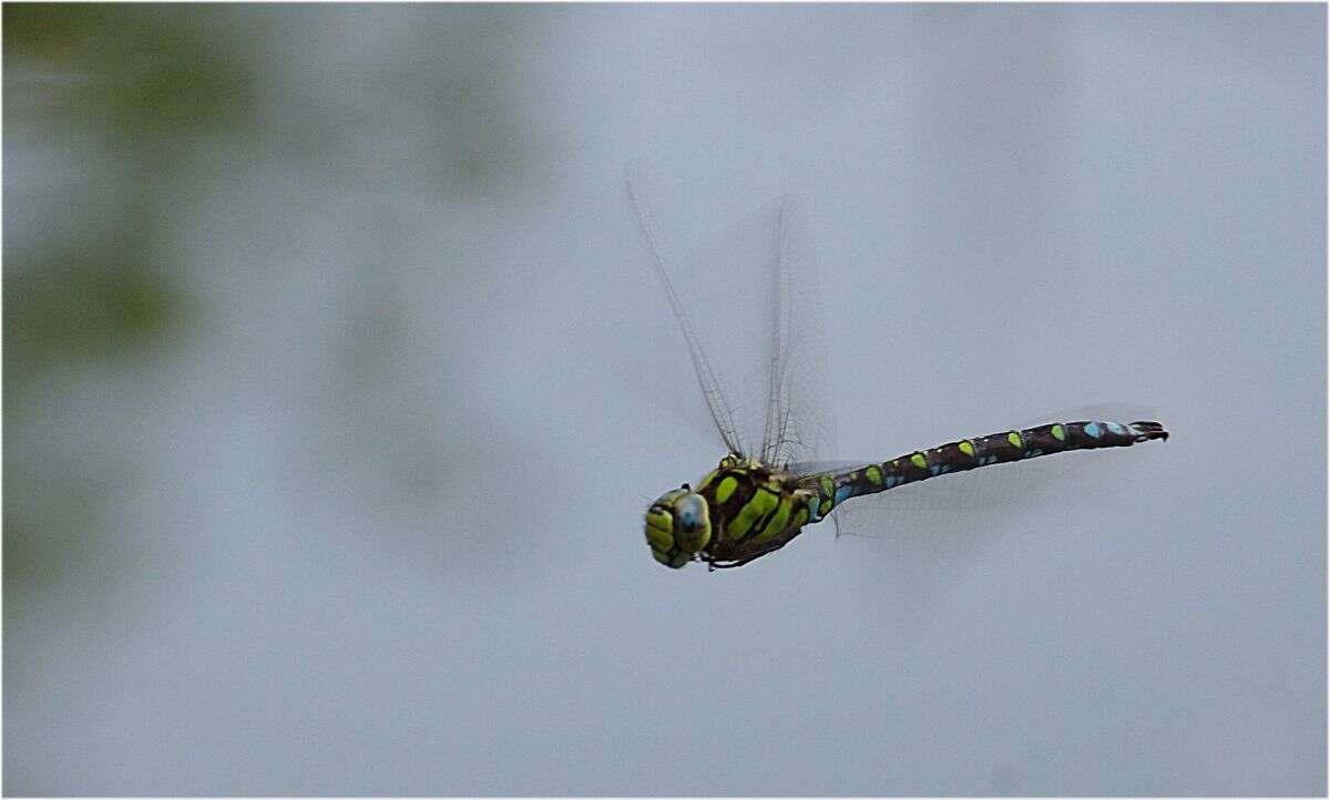 Image of Club-tailed Dragonfly