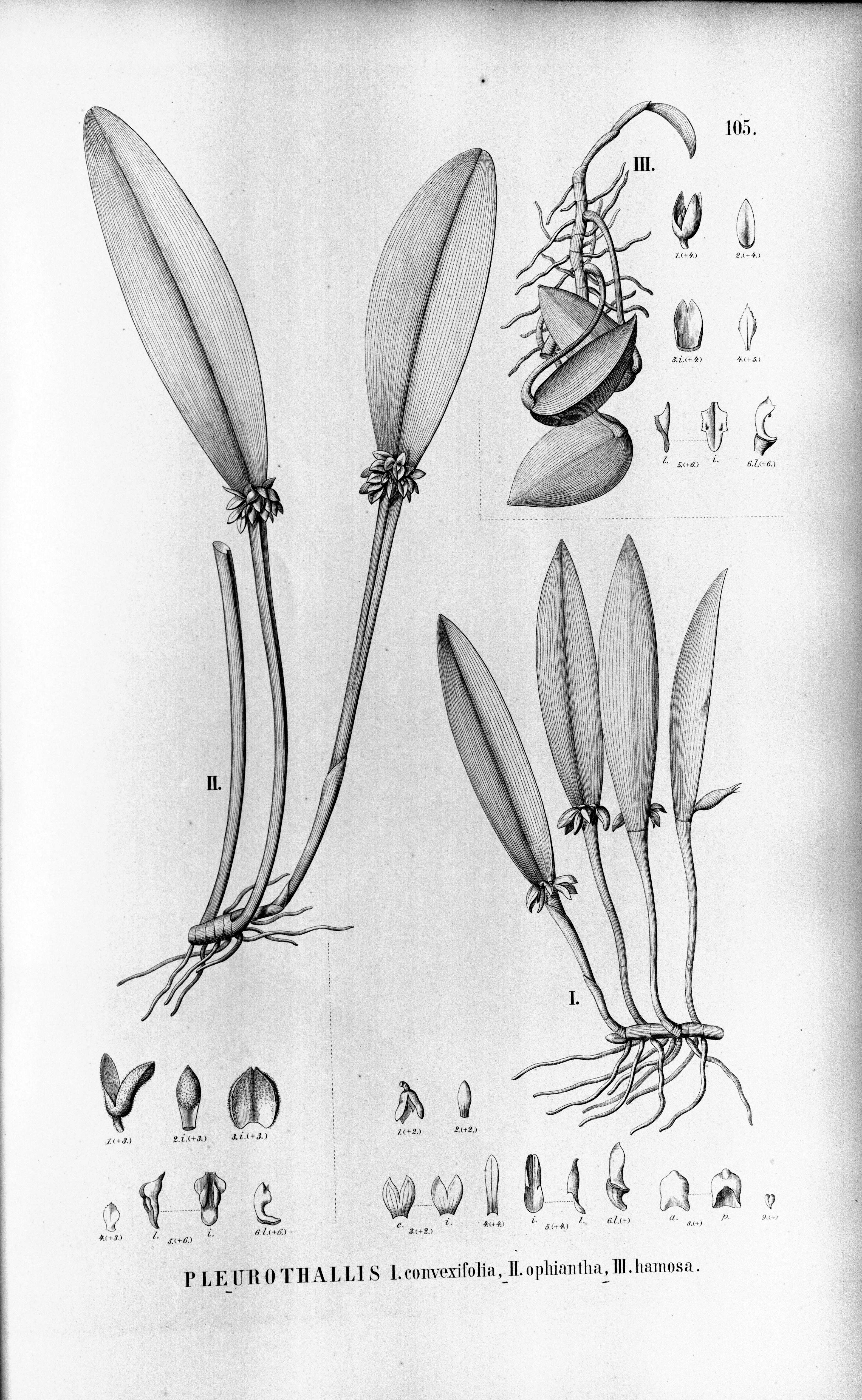 Image of Acianthera prolifera (Herb. ex Lindl.) Pridgeon & M. W. Chase
