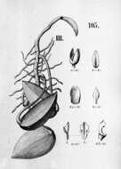 Image of Acianthera prolifera (Herb. ex Lindl.) Pridgeon & M. W. Chase