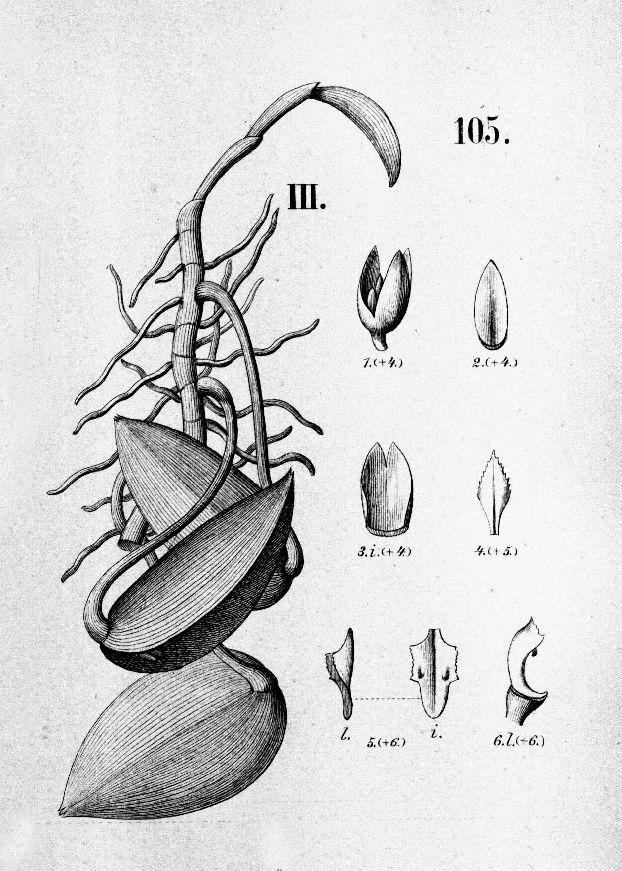 Image of Acianthera prolifera (Herb. ex Lindl.) Pridgeon & M. W. Chase