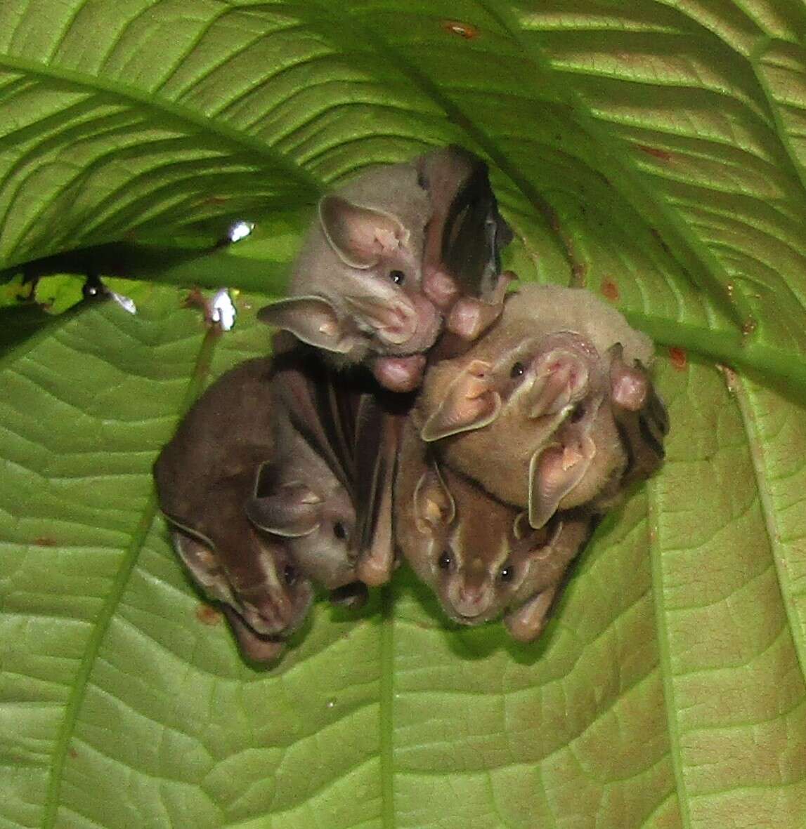 Image of Gervais's fruit-eating bat