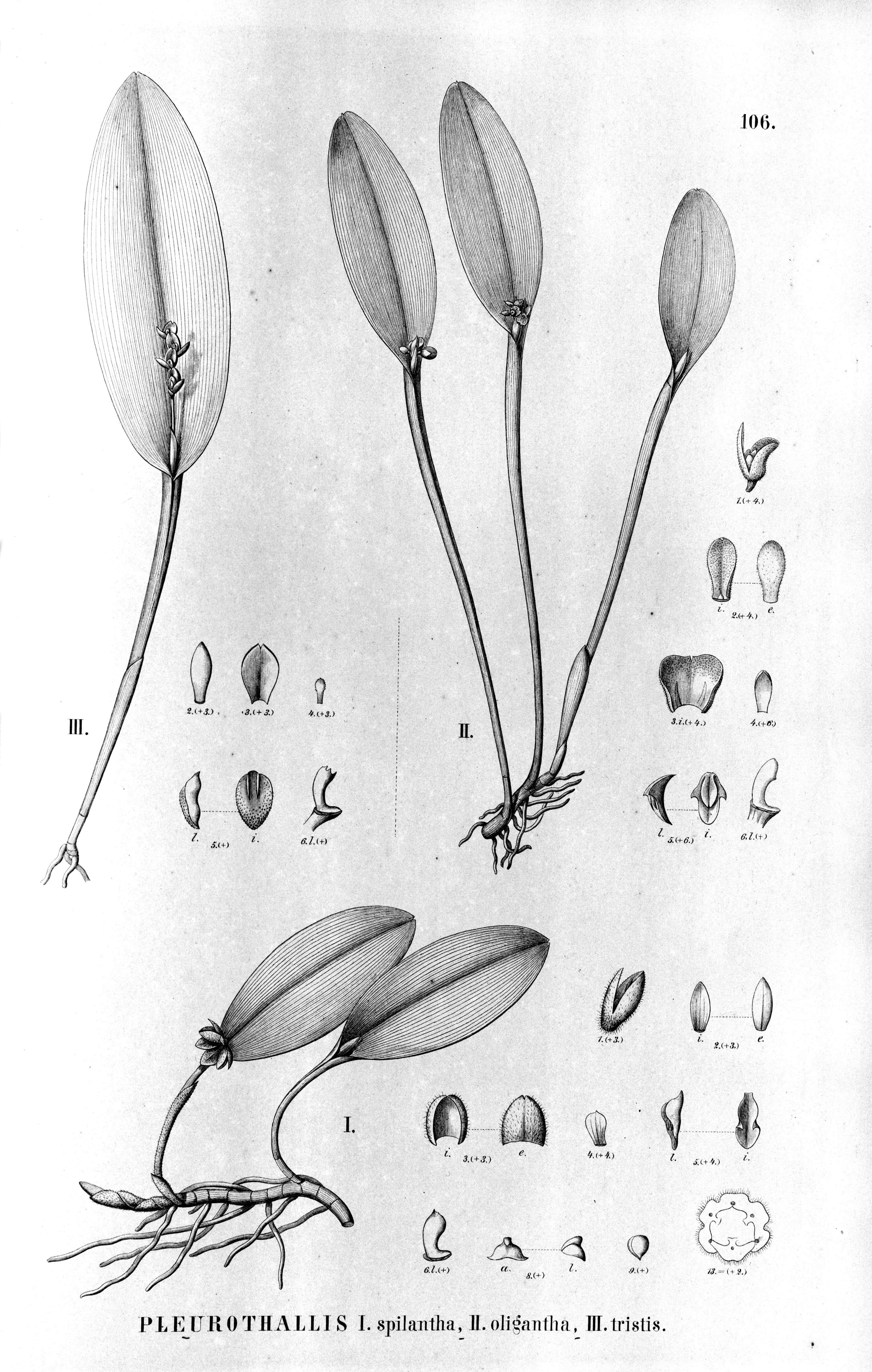 Image of Acianthera oligantha (Barb. Rodr.) F. Barros