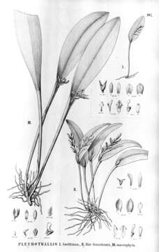 Image of Acianthera aphthosa (Lindl.) Pridgeon & M. W. Chase