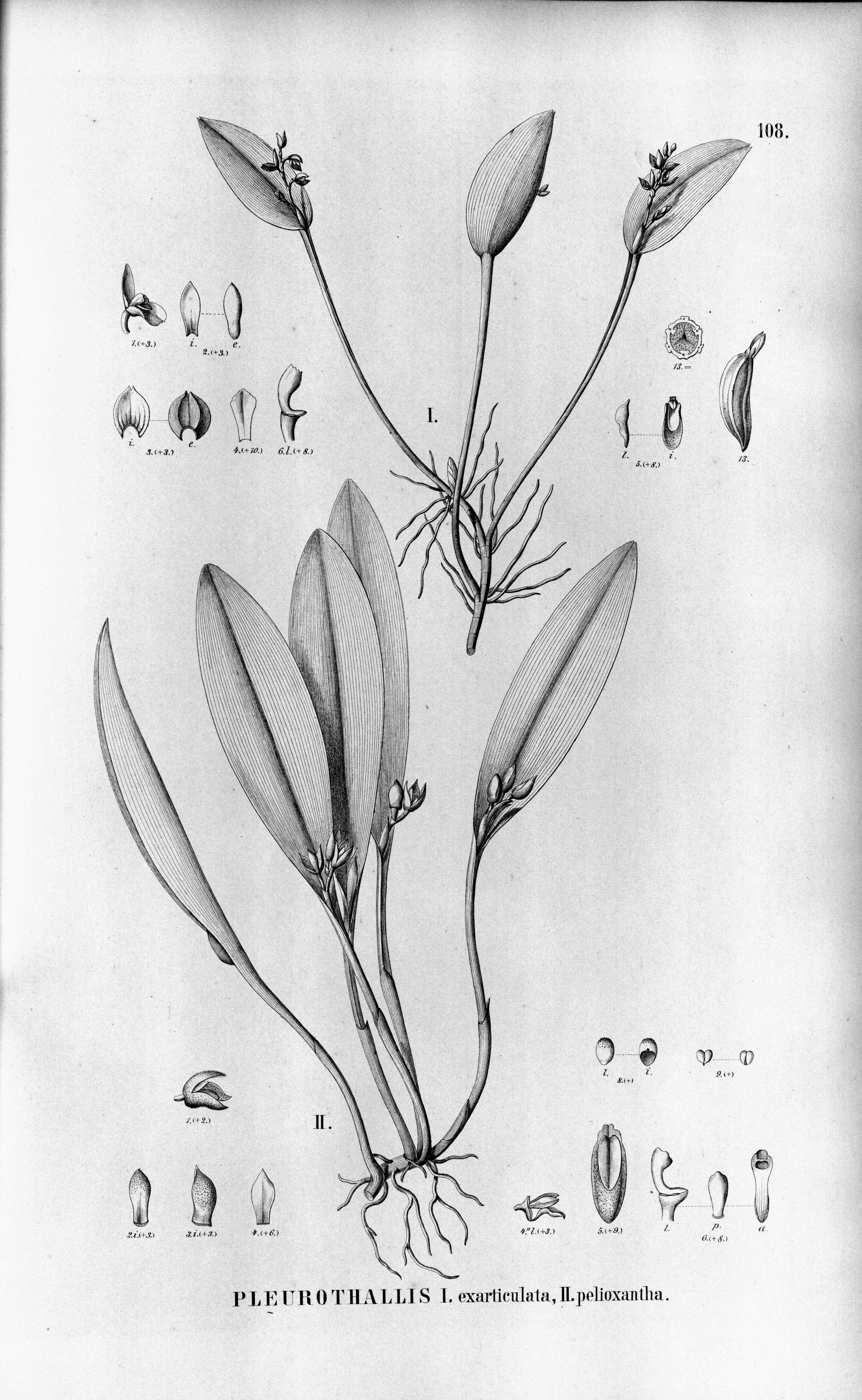 Image of Acianthera aphthosa (Lindl.) Pridgeon & M. W. Chase